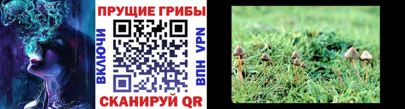 сколько стоит  Ковылкино  Псилоцибиновые грибы Cubensis 